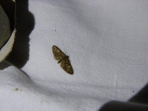 Eupithecia abbreviata